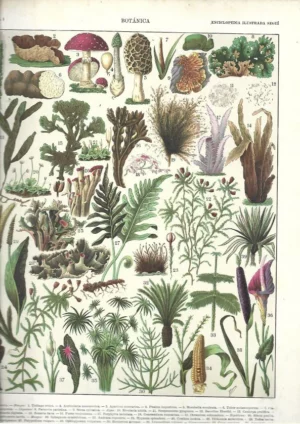 2 lamina BOTANICA, prox 1910 hongos, cactus, monocotiledoneas, dicotiledoneas, 23x32 cm doblado por la mitad