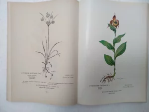 ALCAZAR FERNANDEZ-MORENO, FITOLOGIA GRAFICA hervario naturalista, 1995
