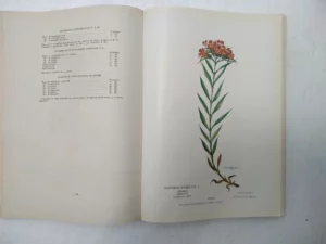 ALCAZAR FERNANDEZ-MORENO, FITOLOGIA GRAFICA hervario naturalista, 1995