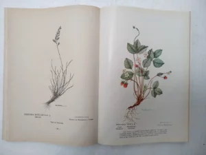 ALCAZAR FERNANDEZ-MORENO, FITOLOGIA GRAFICA hervario naturalista, 1995