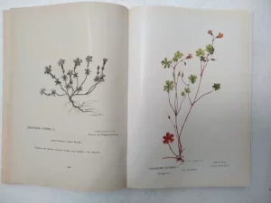 ALCAZAR FERNANDEZ-MORENO, FITOLOGIA GRAFICA hervario naturalista, 1995