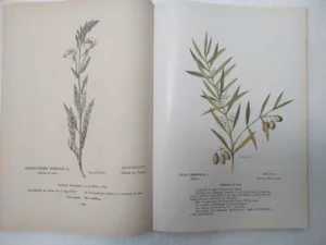 ALCAZAR FERNANDEZ-MORENO, FITOLOGIA GRAFICA hervario naturalista, 1995