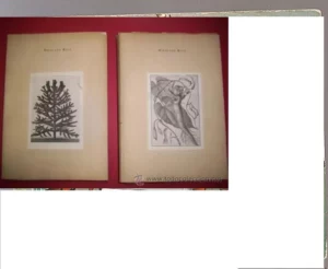 RELACION HISTORICA DEL VIAGE QUE HIZO A LOS REYNOS DEL PERU Y CHILE EL BOTANICO D.HIPOLITO RUIZ EN EL AÑO DE 1777-78 EN CUYA EPOCA REGRESO A MADRID