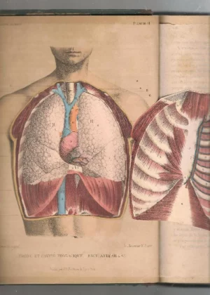 EL CUERPO HUMANO ATLAS DE ANATOMIA con descripción completa de las laminas, incluye vasos, nervios, encefalo, ojos,los aparatos de los sentidos y los organos genitales