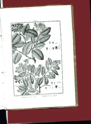 FLORA PERUVIANA et CHILENSIS TOMUS IV