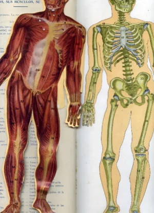ALBUM ELEMENTAL DE ANATOMIA DEL HOMBRE en piezas superpuestas