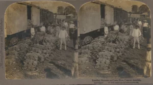 FOTOGRAFIA ESTEREOSCOPICA, American Stereoscopic Co, New York prox 1900, LEADING BANANAS AT COSTA RICA, 18x 9 CM.